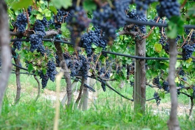 CHIANTI COLLI SENESI RISERVA